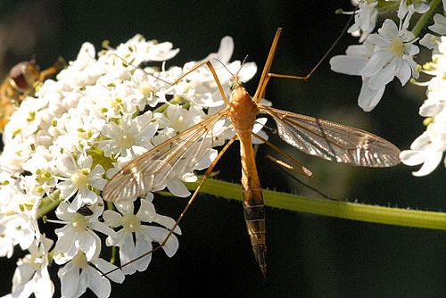 Tipula stigmatella